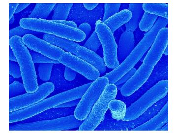 what are probiotics