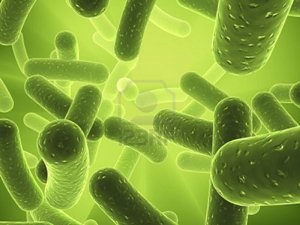 probiotic supplements